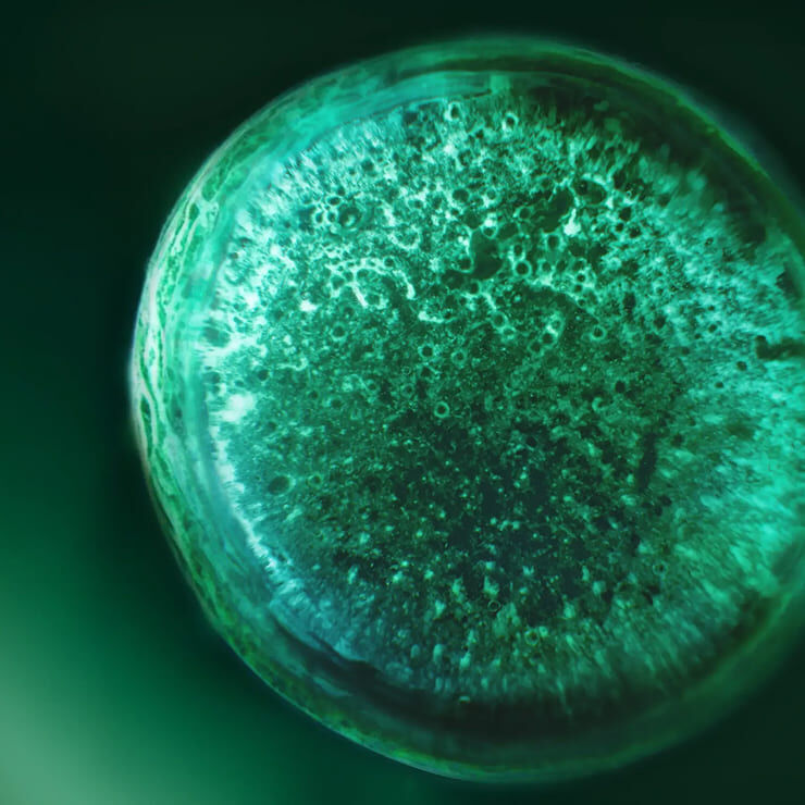 Microscopic view of green [EXO]Samphires, the core ingredient of Powercell Skinmunity [EXO] Serum.
